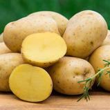 Yukon Potato