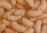 Valley Ranch Cannellini White Kidney