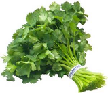 Cilantro