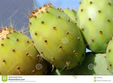 Green Sabres (cactus Pear)