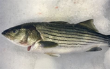 Stripped Bass