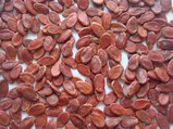 Japanese Red  Melon Seed