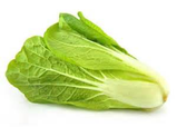 Romaine Lettuce