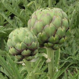 Shams Artichoke Bottoms Non Gmo