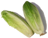 Romaine Heart Lettuce