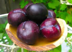 Black Plum