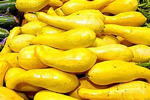 Yellow Squash