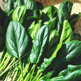 Muzzi True Leaf Spinach