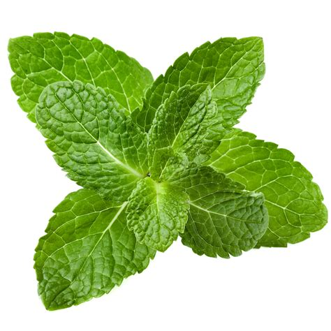 Shemshad Peppermint Water